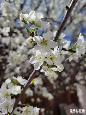 【s24踏青圖】櫻花開了