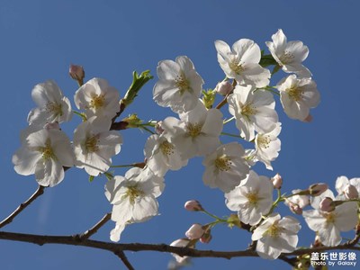 【醉春山】陽光下的櫻花