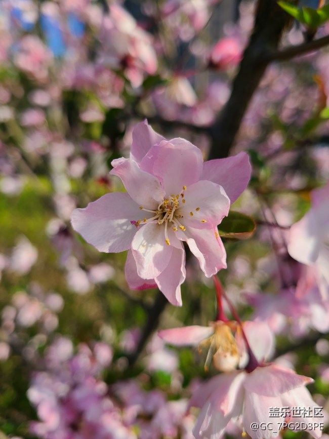 【春日元氣】春天的花