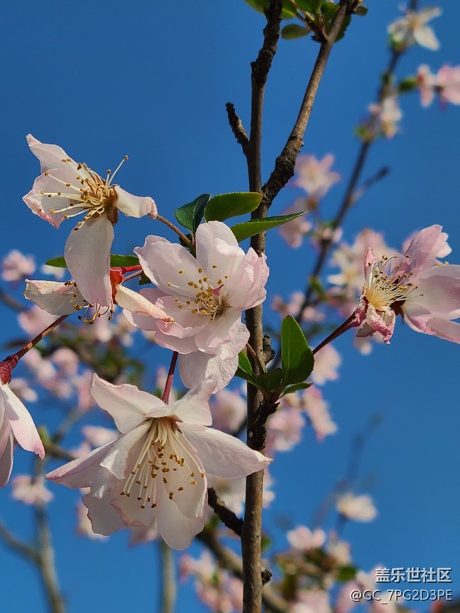 【春日元气】春天的花
