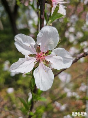 【醉春山】櫻花的浪漫