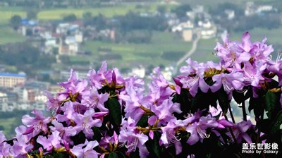 【 醉春山】春花開滿山