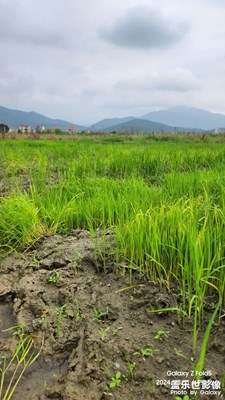 【用鏡頭丈量世界】水稻