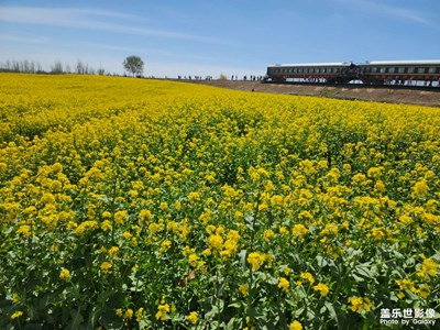 周末去看油菜花