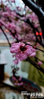 雨后的桃花，嬌艷欲滴