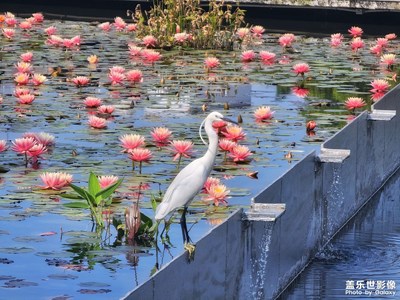 【醉春山】 +白鷺迎春