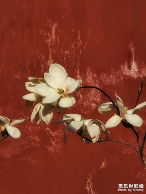 【醉春山】玉蘭花開(kāi)