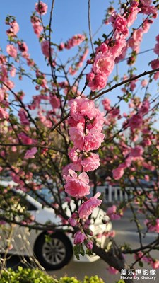 【用鏡頭丈量世界】花開朵朵