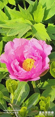 ＃醉青山 一片異香天上來