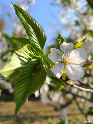 【用鏡頭丈量世界】櫻花盛開