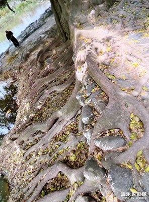 【醉春山】春天的早晨隨拍