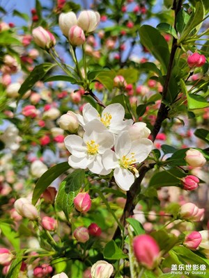 【醉春山】海棠花