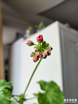 【用鏡頭丈量世界】+ 微觀世界