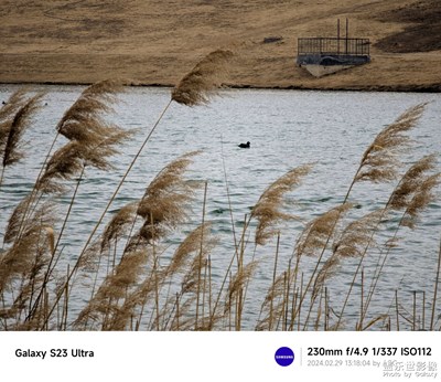 【用鏡頭丈量世界】蘆葦