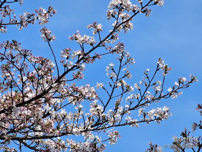 【武漢櫻花】武漢星部落三月攝影活動(dòng)總結(jié)帖