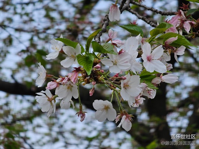 【武漢櫻花】武漢星部落三月攝影活動(dòng)總結(jié)帖