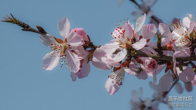 【醉春山】山桃花