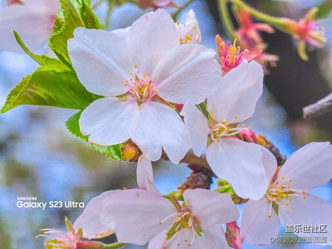 【武漢櫻花】武漢星部落三月攝影活動(dòng)總結(jié)帖