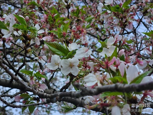 【武漢櫻花】武漢星部落三月攝影活動(dòng)總結(jié)帖
