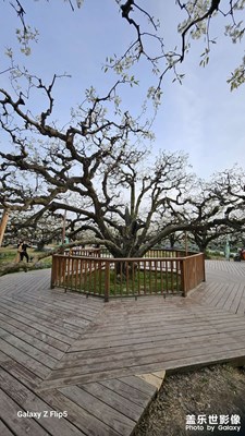 【醉春山】+世界梨都來(lái)上分啦