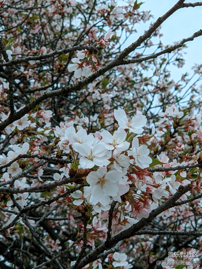 【武漢櫻花】武漢星部落三月攝影活動(dòng)總結(jié)帖