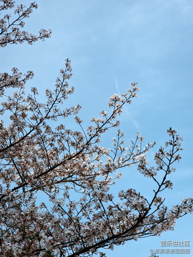 【武漢櫻花】武漢星部落三月攝影活動(dòng)總結(jié)帖