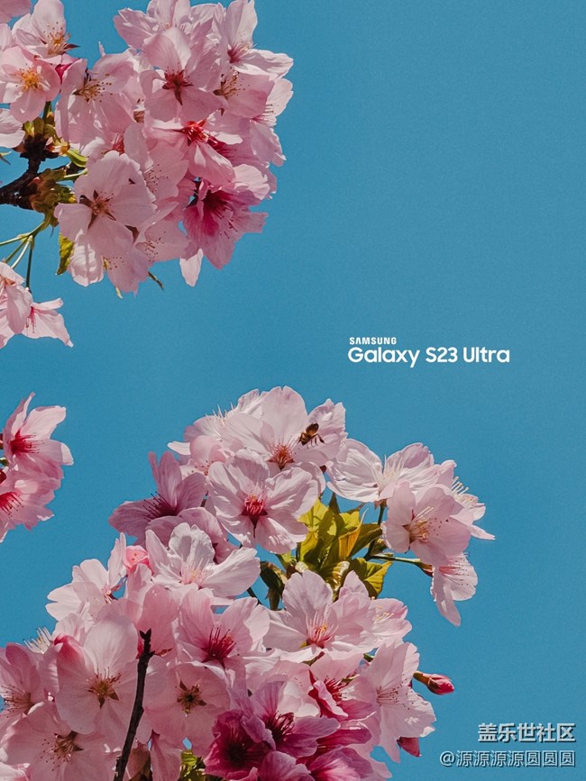 【武漢櫻花】武漢星部落三月攝影活動(dòng)總結(jié)帖