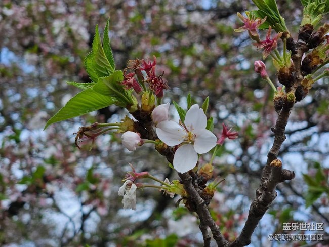 【武漢櫻花】武漢星部落三月攝影活動(dòng)總結(jié)帖