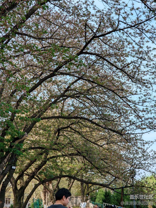 【武漢櫻花】武漢星部落三月攝影活動(dòng)總結(jié)帖