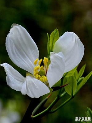 【用鏡頭丈量世界】+路邊小花