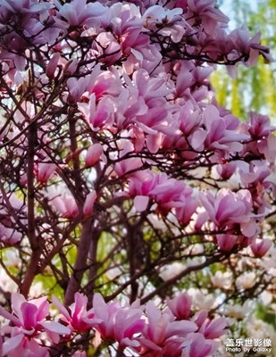 【醉春山】賞春花