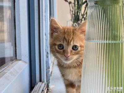 【用鏡頭丈量世界】街拍可愛小貓??