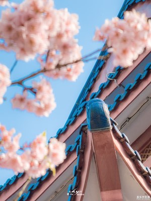 Galaxy S23 Ultra 櫻花的季節(jié)