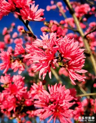 【醉春山】春天夜拍