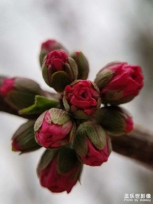 【用鏡頭丈量世界】春花爛漫