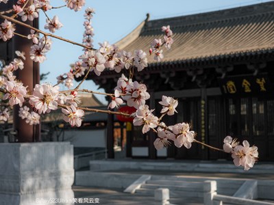 【醉春山】+ Galaxy23Ultra 春日小景