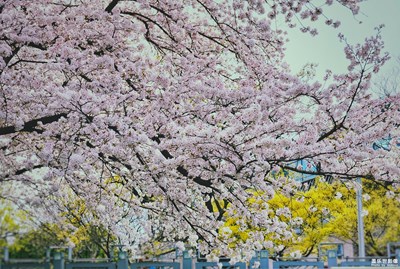 【醉春山】+浪漫櫻花