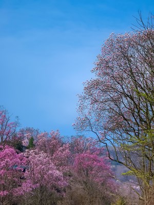 （醉春山）+Galaxy S24 Ultra春天里