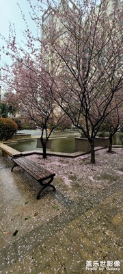 一场春雨，桃花满地