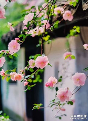 【醉春山】晨起