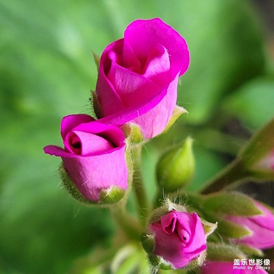 【醉春山】小小的花骨朵