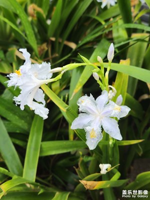 【追光塑影】清明雨中花