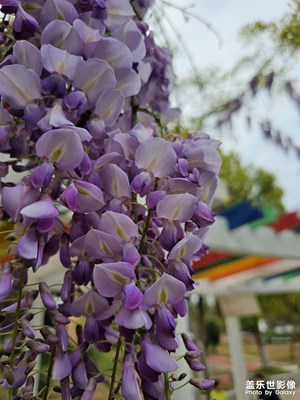 【醉春山】紫藤花初開