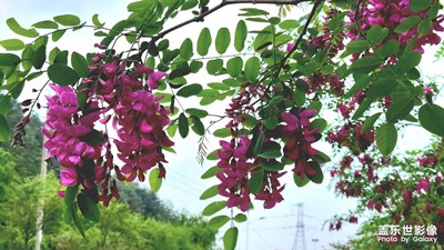 【醉春山】刺槐花開的季節(jié)