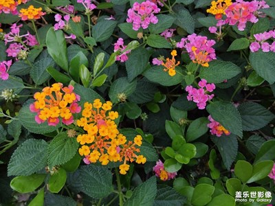 【醉春山】野花