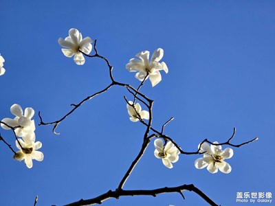 【追光塑影】+?美麗的玉蘭花