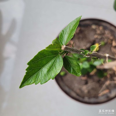 【醉春山】+春天的綠葉