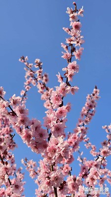 【醉春山】清晨景色