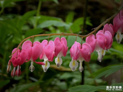 清明節(jié)，游鴻山