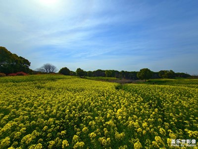 踏春，賞花，拍景